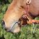 PC BOB AVILA TRAINING SNAFFLE 14,5cm